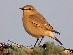 Isabelline Wheatear