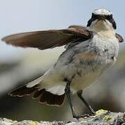 Northern Wheatear