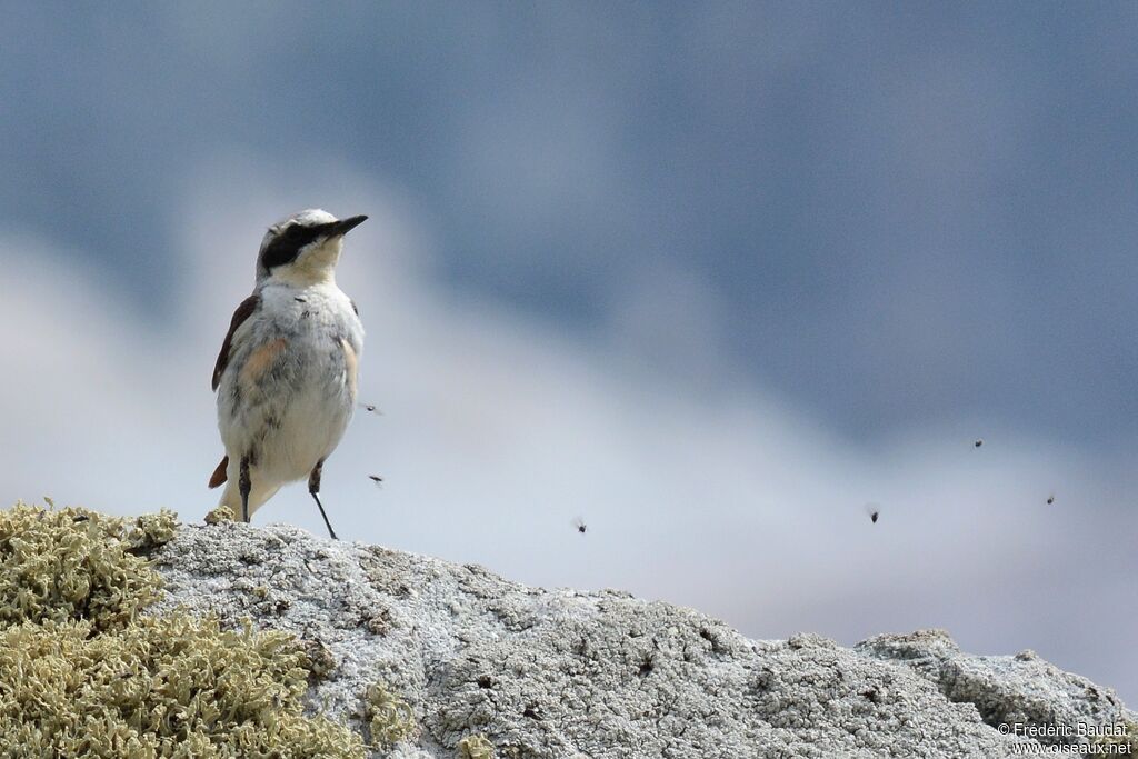 Northern Wheatear