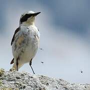 Northern Wheatear