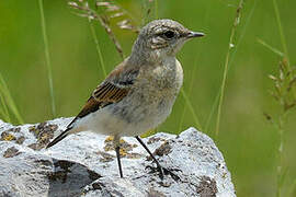 Northern Wheatear