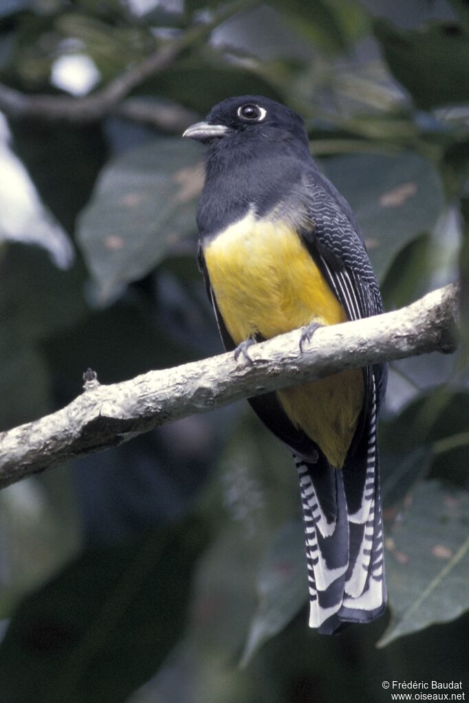 Gartered Trogon female adult, identification