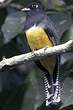 Trogon à lunettes jaunes