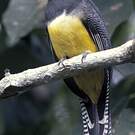 Trogon à lunettes jaunes