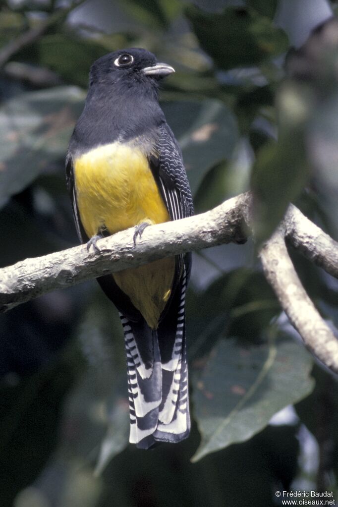 Gartered Trogon female adult, identification