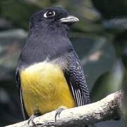 Gartered Trogon