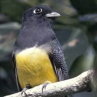 Trogon à lunettes jaunes