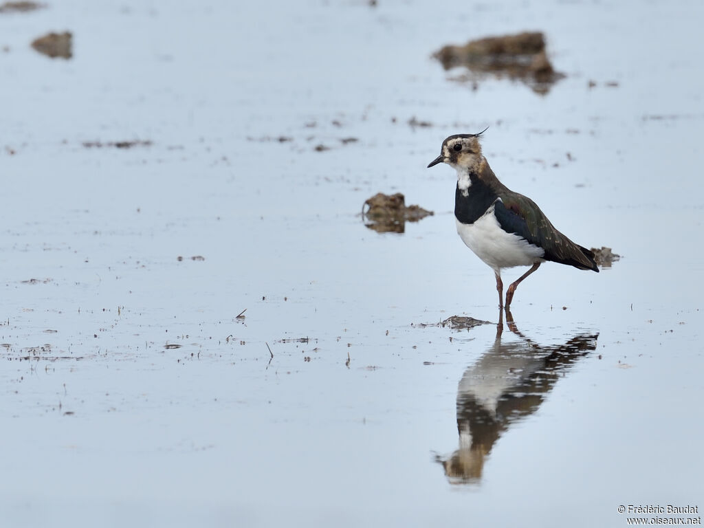 Northern Lapwingadult post breeding, walking