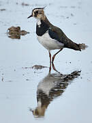 Northern Lapwing