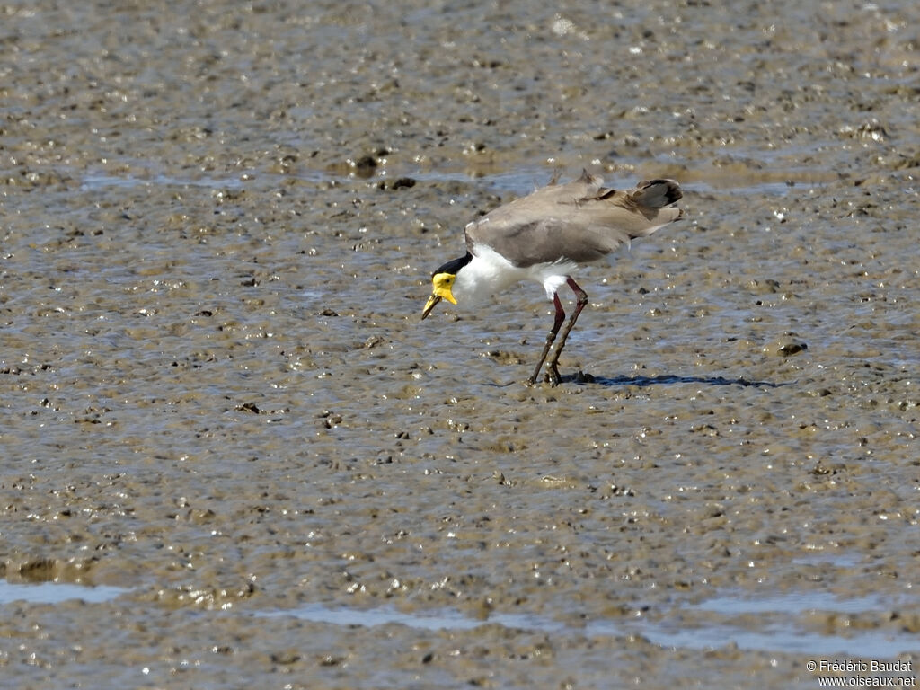 Masked Lapwingadult