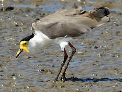 Masked Lapwing