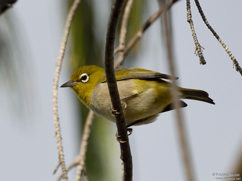 Zostérops à dos gris