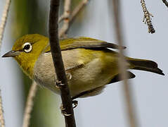 Silvereye