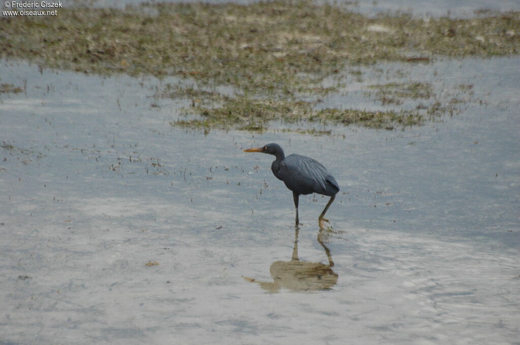 Aigrette sacrée mâle immature