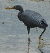 Pacific Reef Heron