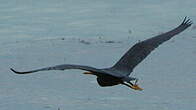 Aigrette sacrée