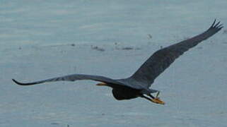 Pacific Reef Heron