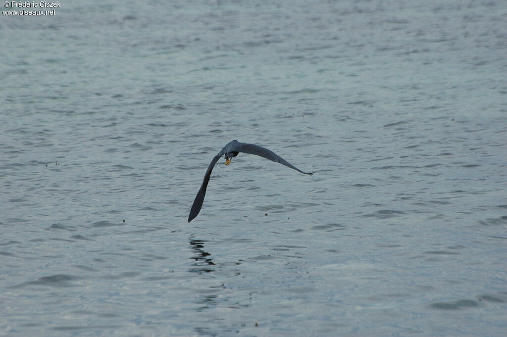 Pacific Reef Heron male immature