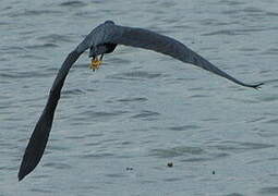 Pacific Reef Heron