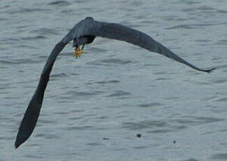 Aigrette sacrée