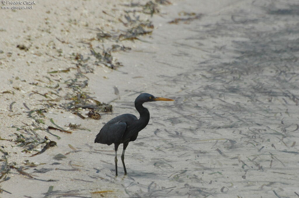 Pacific Reef Heron male immature