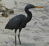 Pacific Reef Heron