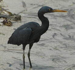 Aigrette sacrée