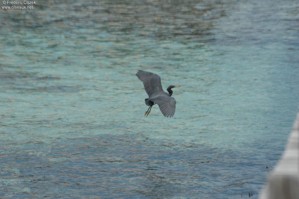 Pacific Reef Heron male immature