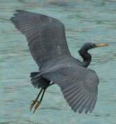 Pacific Reef Heron