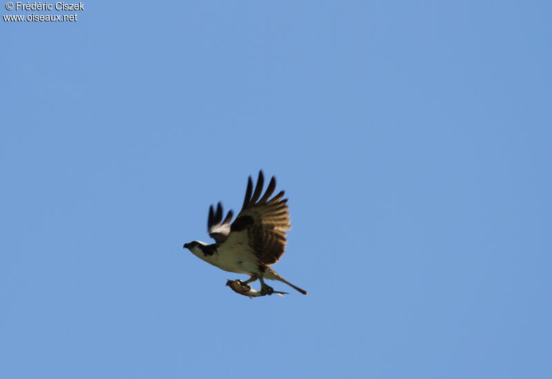 Western Osprey, identification, Flight, fishing/hunting
