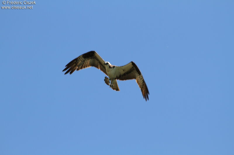 Western Osprey, identification, Flight, fishing/hunting