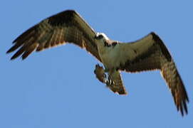 Western Osprey