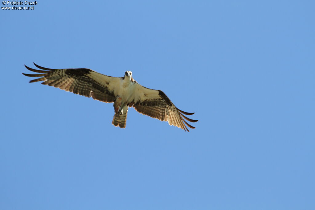 Western Osprey, identification, Flight, fishing/hunting