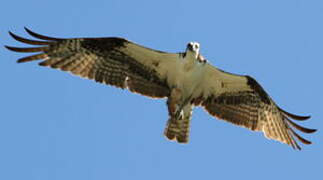 Western Osprey