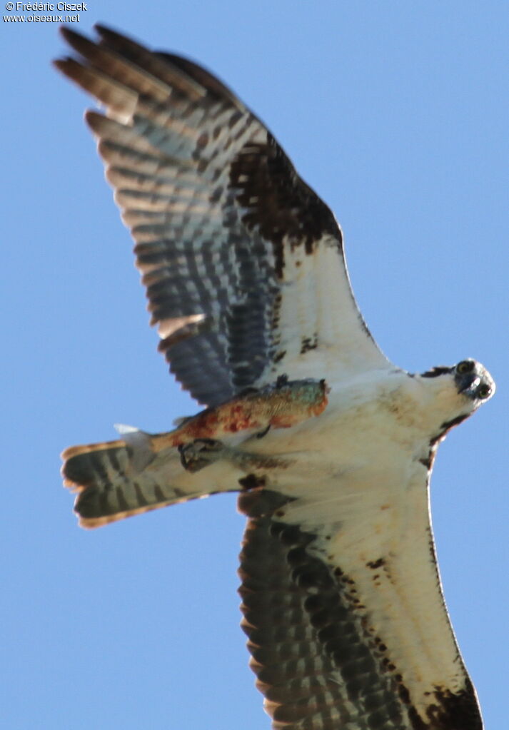 Balbuzard pêcheur, identification, Vol, pêche/chasse, mange