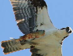 Western Osprey