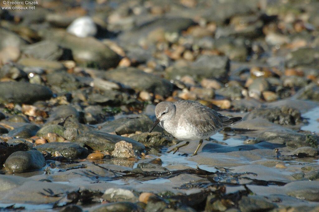 Red Knot