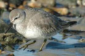 Red Knot