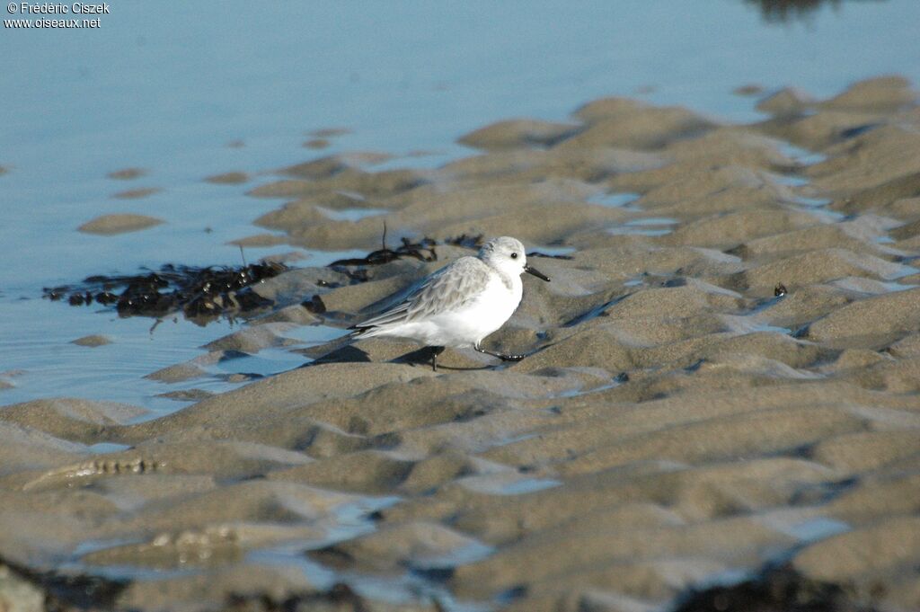 Bécasseau sanderling