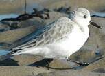 Bécasseau sanderling