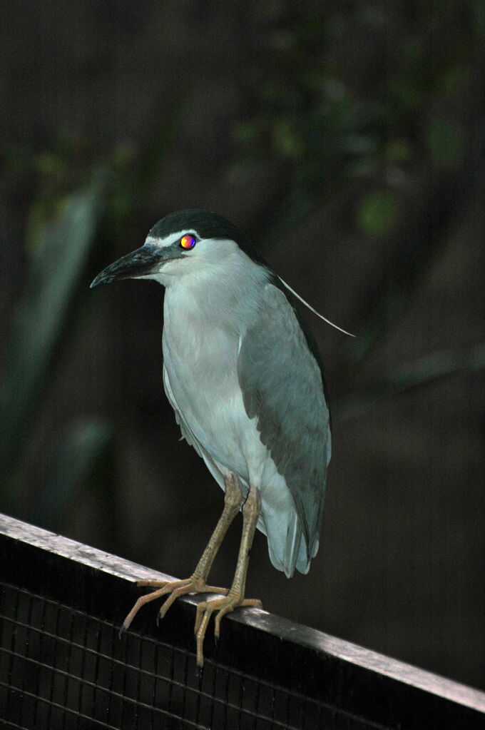 Black-crowned Night Heron