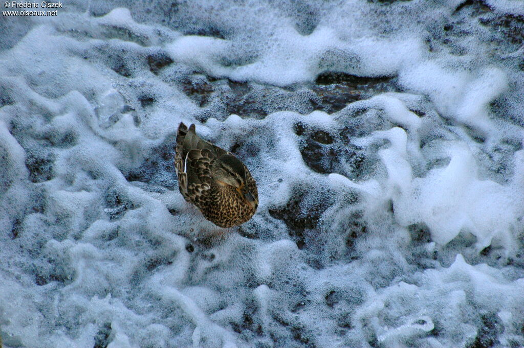 Mallard female, identification