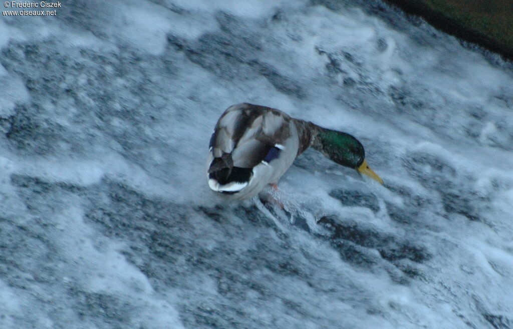 Canard colvert mâle, boit