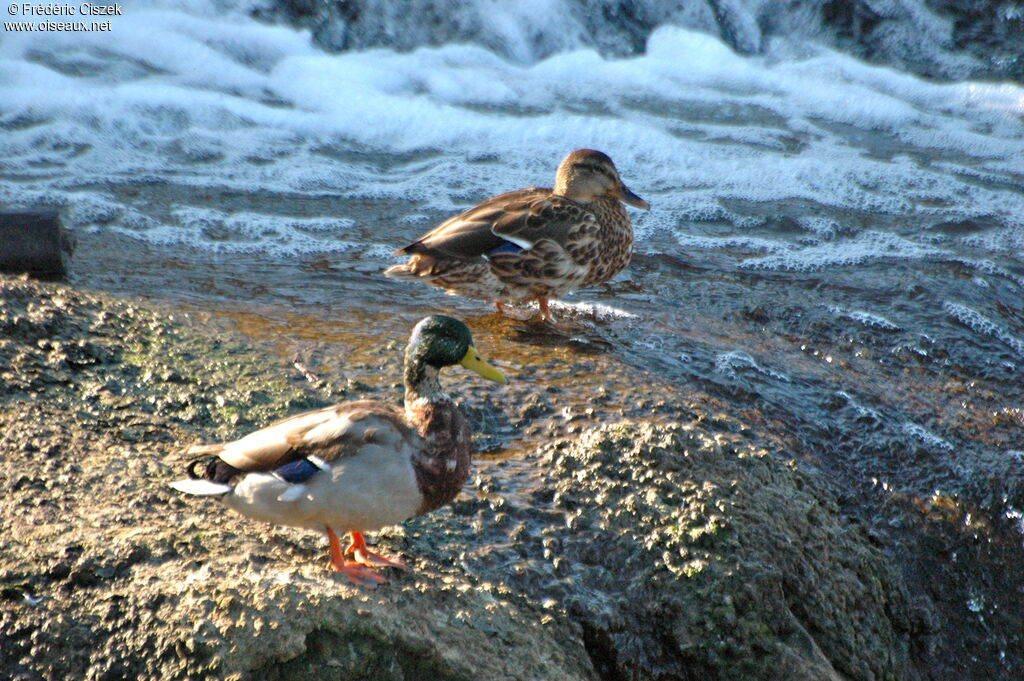 Mallardadult