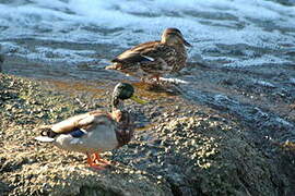 Canard colvert