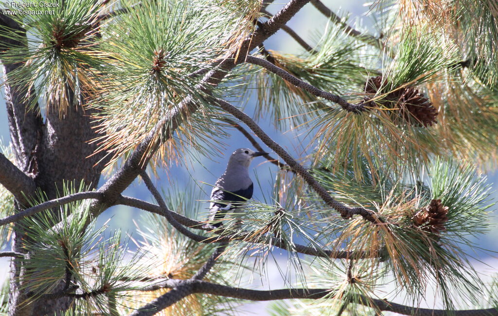 Clark's Nutcracker