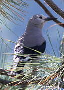 Clark's Nutcracker