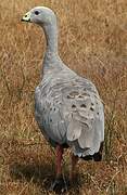 Cape Barren Goose