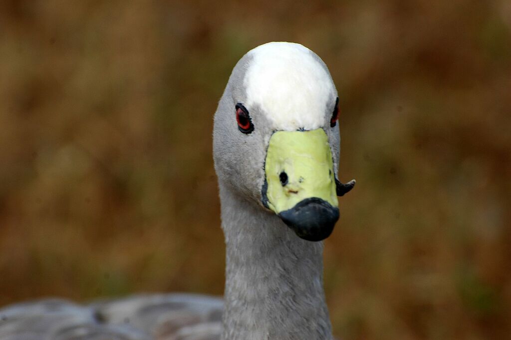 Cape Barren Goose