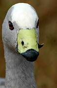 Cape Barren Goose